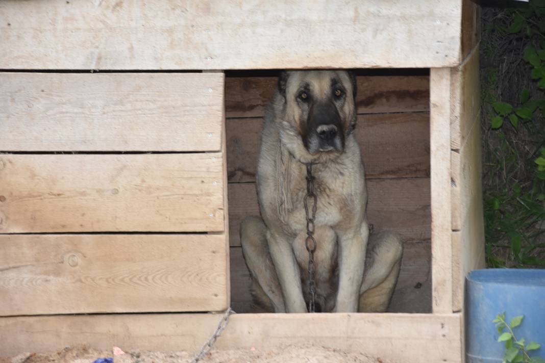 İklim krizi Kangal köpeklerini de etkiledi: Doğum oranı yüzde 50 düştü 7